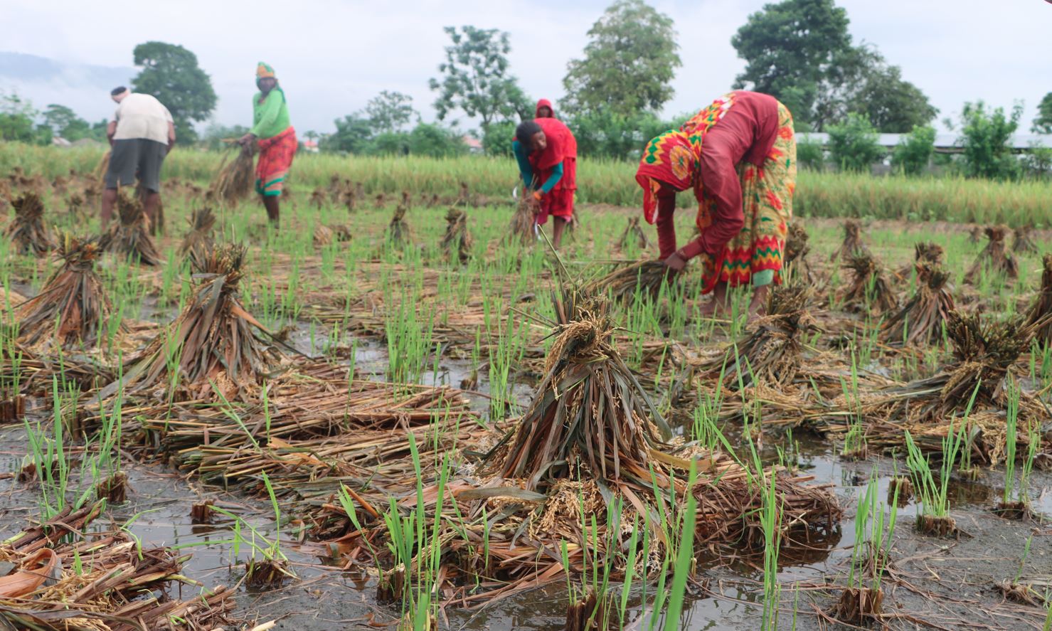 वर्षाले धानबालीमा क्षति, किसान चिन्तित